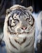 White tiger