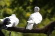 White doves on the tree