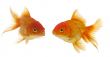 two goldfishes