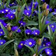Anemone Blanda Gemengd flowers