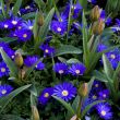 Anemone Blanda Gemengd flowers