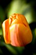 Apricot Impression Tulip