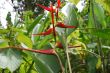 Red flowers and green leaves