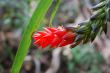 Red flowers and green leaves in tropical forest