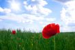 Red poppies