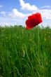 Red poppies