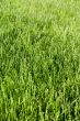 green grass