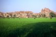 Rice Fields,India