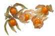 physalis