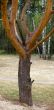 Trunk of an old pine