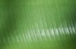 Green leaf texture