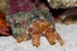 Diogenes-crab. Paguristes ortmanni.