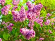 lilac flowers