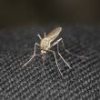 Closeup mosquito bite through a cloth