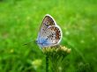 elegant and particolored butterfly on the flower