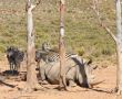 Rhinoceros and zebras