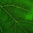 green leaf closeup