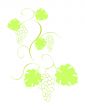 Grape vine with bunches and leaves