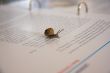 Snail crawling across a document