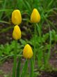 unblown yellow  tulips
