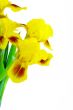 Yellow iris flower isolated on a white background