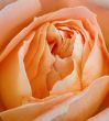 orange rose background