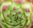 sedum background