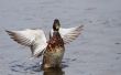 mallard