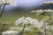 cow parsley and bee