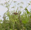 sparrow