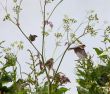 sparrows