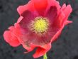 oriental poppy