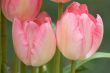 Pink tulips