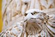 The close up of carving eagle