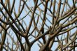 Abstract tree branches