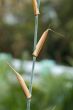 Detail of bamboo foliage