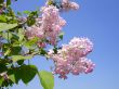 Blooms Lilac