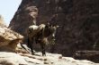 Petra ruins and mountains in Jordan