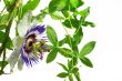 Purple Passionflower