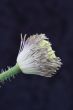poppy stamens