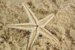 starfish