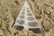 sea shell in sand