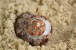 sea shell in sand
