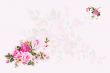Pink flowers