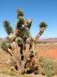 Yucca Plant