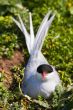 Arctic Tern