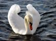 white swan swimming on dark water
