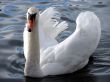 white swan swimming on dark water