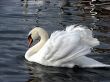 white swan swimming on dark water