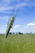 Wheat field on spring